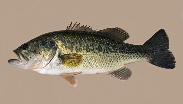 Photo of Micropterus salmoides by Ian Gardiner